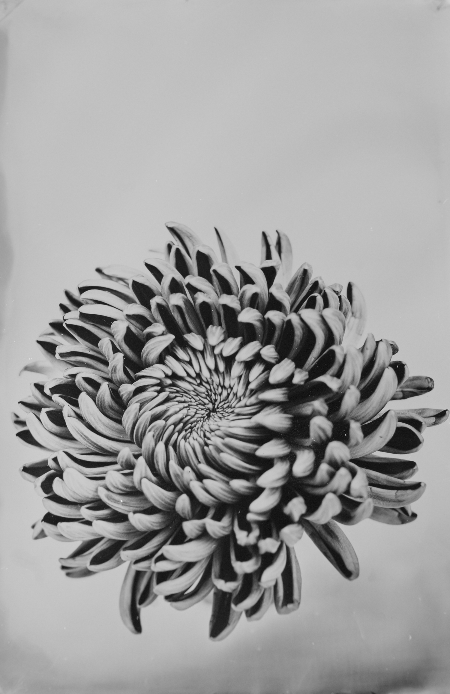 Steffen Diemer: Chrysantheme - Courtesy: Galerie Peter Zimmermann